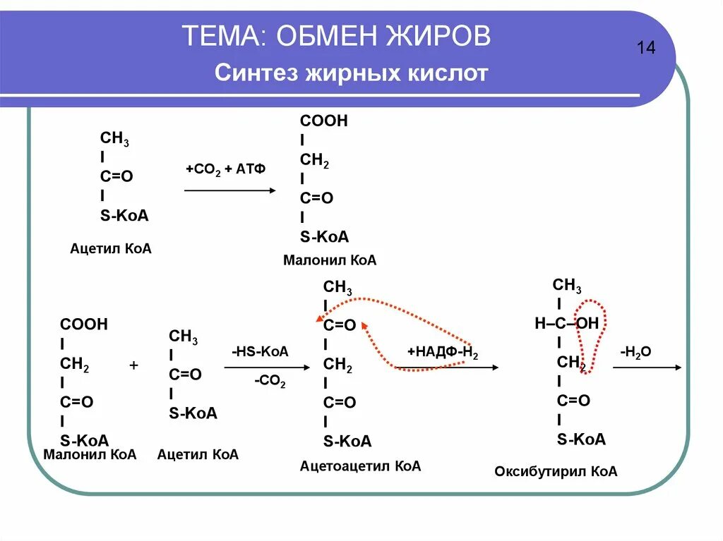 Синтез жиров происходит. Схема синтеза жиров в печени. Синтез жиров в организме человека. Синтез жиров схема. Синтез жирных кислот из ацетил КОА.