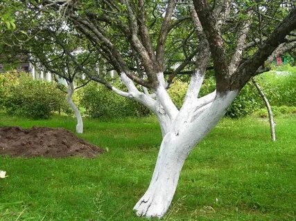 Можно ли белить деревья