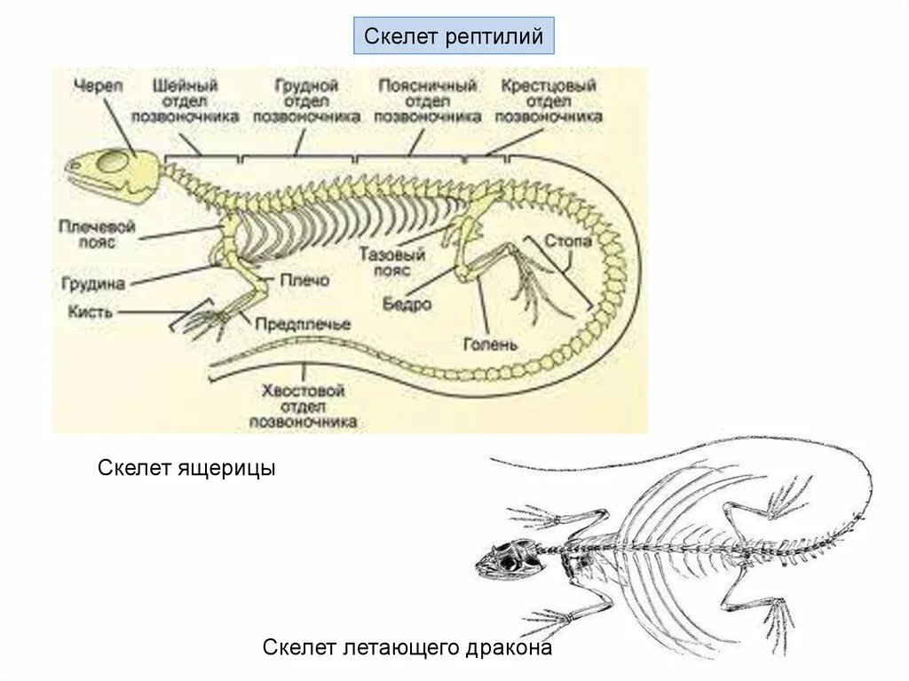 Строение скелета отделы пресмыкающихся. Отделы позвоночника прыткой ящерицы. Скелет ящерицы биология 7 класс. Строение осевого скелета рептилий. Строение скелета ящерицы.