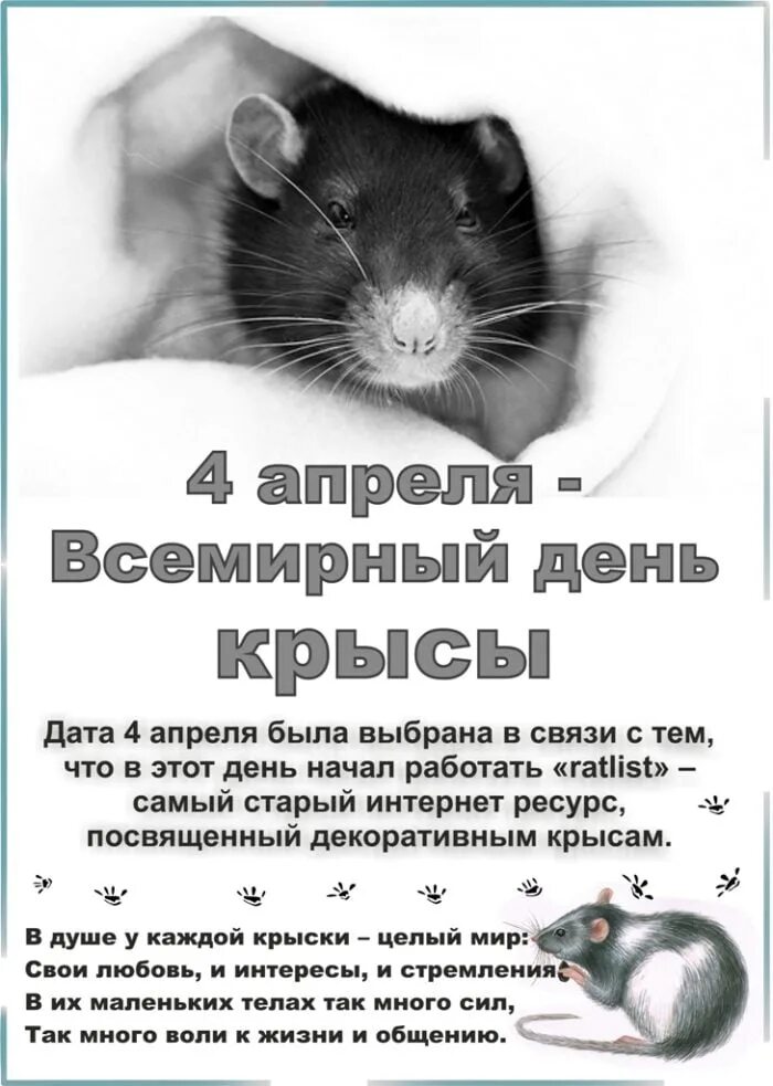 Что означает ты крыса