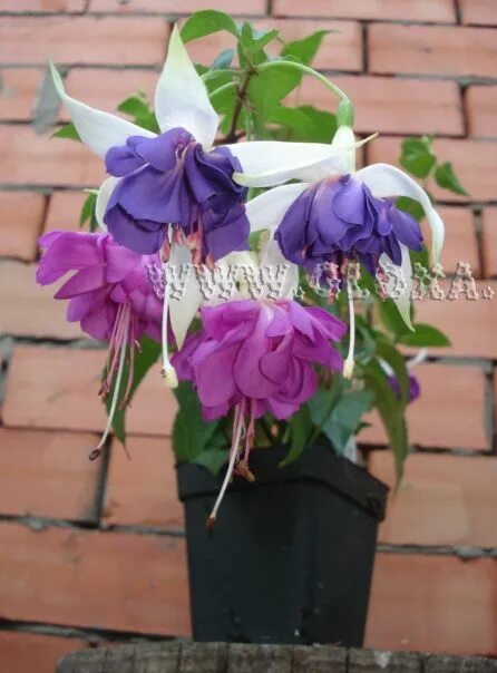 Фуксия блю. Фуксия blauer engel. фуксия блю энджел. фуксия блю ангел ампельная. фуксия блю ангел.