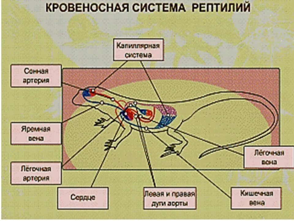 Кровеносная система рептилий. Схема строения кровеносной системы ящерицы. Органы кровеносной системы пресмыкающихся. Кровеносная система рептилий схема.