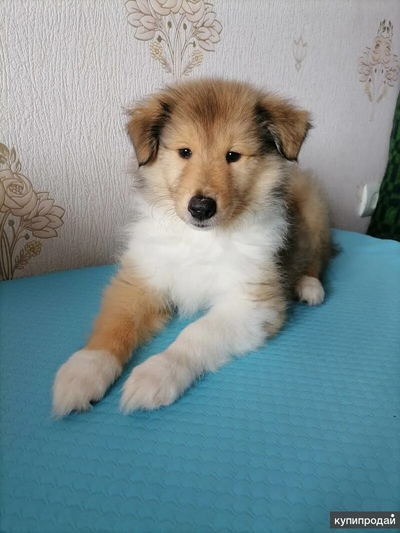 Щенки колли нижний новгород. Щенки колли нижний новгород. Гладкошерстная колли щенки. Колли 2 месяца фото. Колли собака щенок.