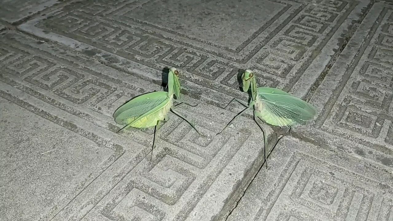 Драка богомола. Мадагаскарский богомол. Богомол в бою. Драка богомола. Драка богомола.