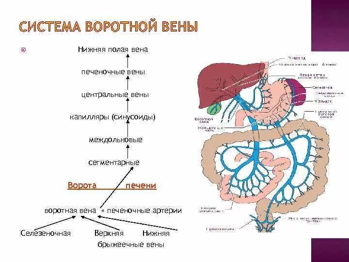 Кровообращение воротной вены. Система воротной вены печени схема. Воротная Вена печени система. Система воротной вены схема движения крови. Логическая схема система воротной вены.