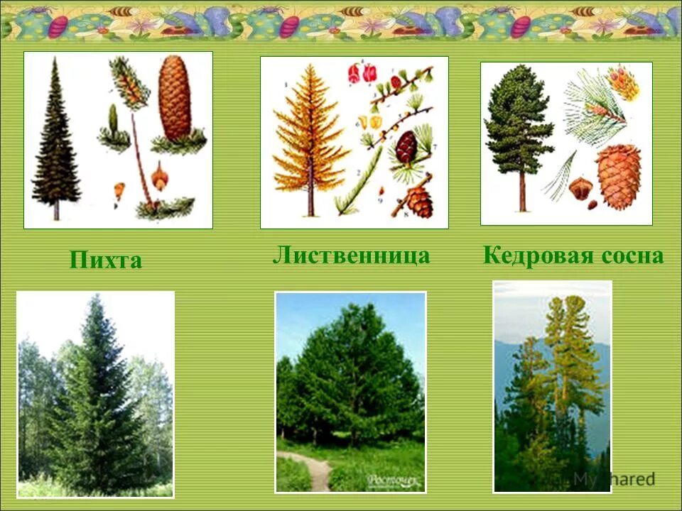 Ель сосна кедр пихта. Пихта и лиственница. Ель пихта лиственница. Ель сосна пихта. Лиственница и пихта общее и разное.