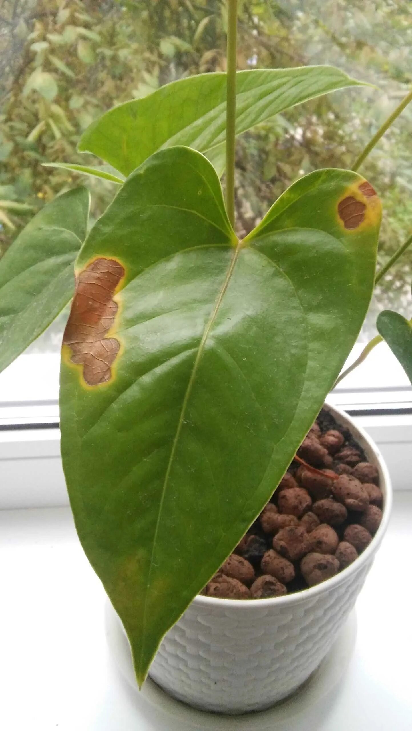 антуриум лист коричневый. антуриум лист коричневый. трипсы на антуриуме. черная пятнистость антуриум. мучнистая роса на антуриуме.