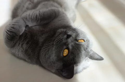 К чему снится большой серый кот
