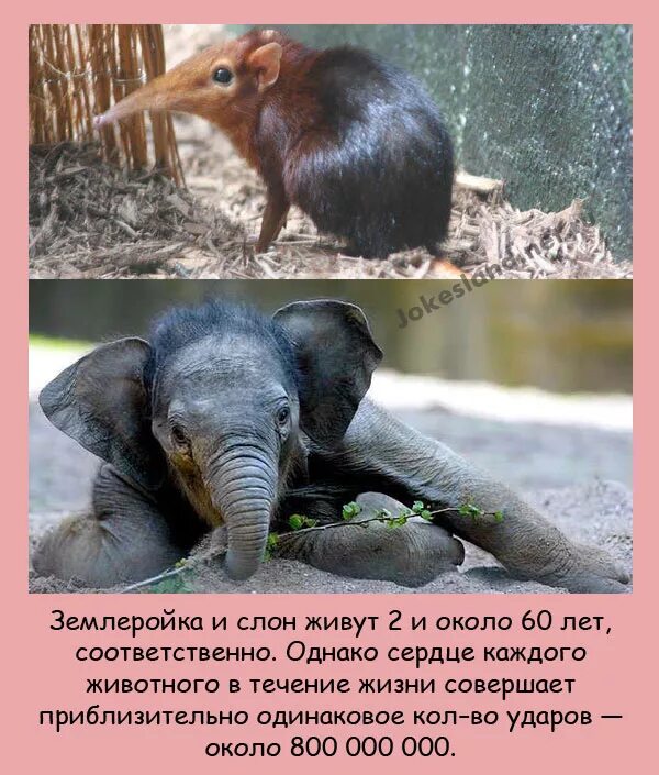 Фотографии фактов. Самые Познавательные и интересные факты о животных. Невероятные факты в картинках. Интересные факты обо всем в мире в картинках. Факты интересные неожиданные.