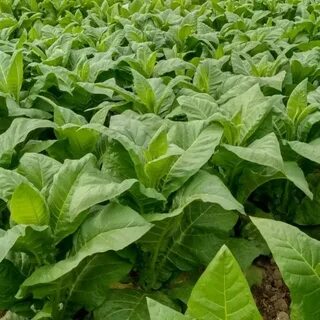 Tobacco co