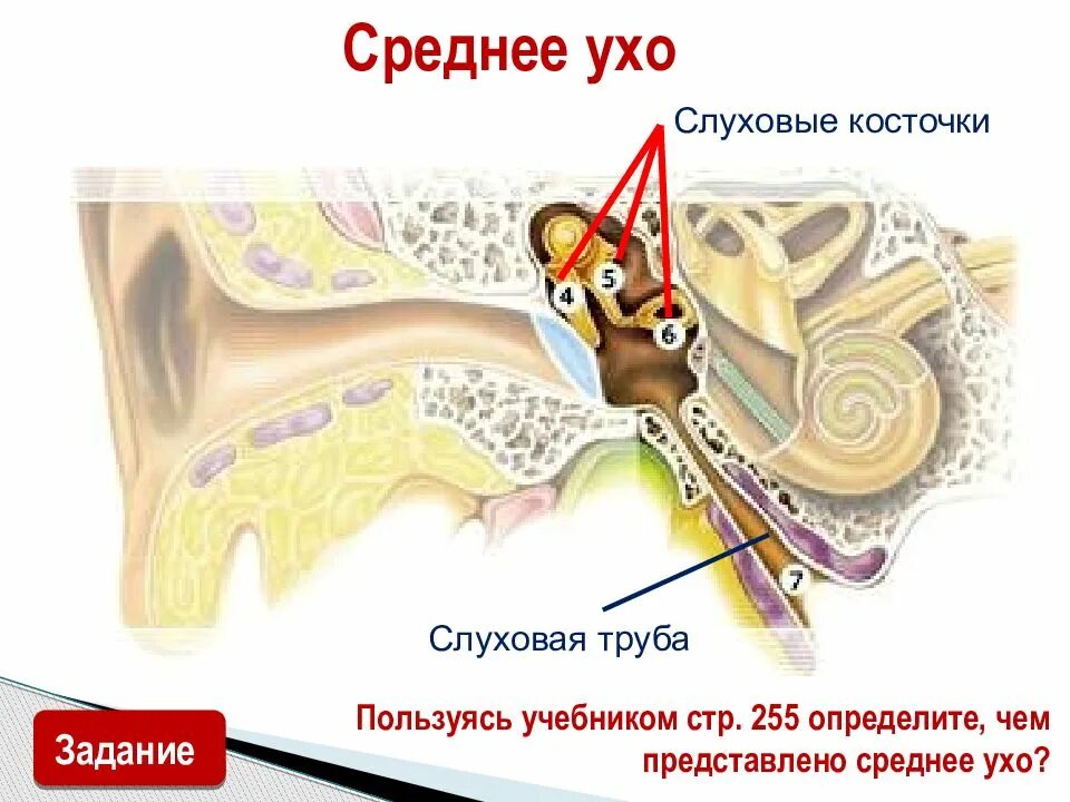 Какую функцию выполняет слуховая труба. Евстахиева труба среднее ухо. среднее ухо и слуховая труба. косточки слуховые,слуховая труба. среднее ухо слуховые косточки.