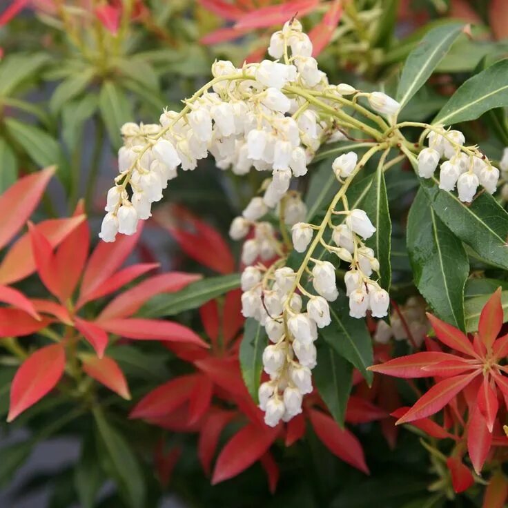 File:Pieris japonica Valley Rose 2021-04-14 5562.jpg - Wikimedia Commons
