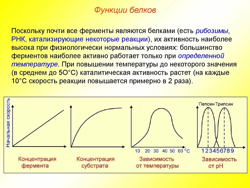 Ферментативная активность белков