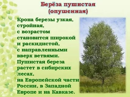 Систематическая группа березы обыкновенной
