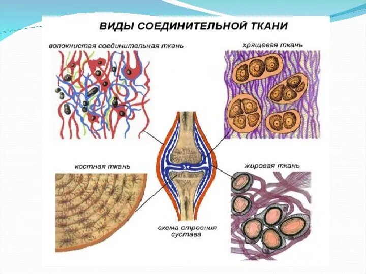 Соединительная ткань термины. Схема строения соединительной ткани. строение соединительной ткани 8 класс. схема соединительной ткани анатомия. соединительная ткань схематический.