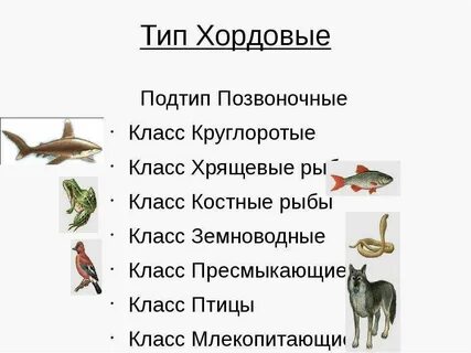 Группа позвоночных животных тип почек