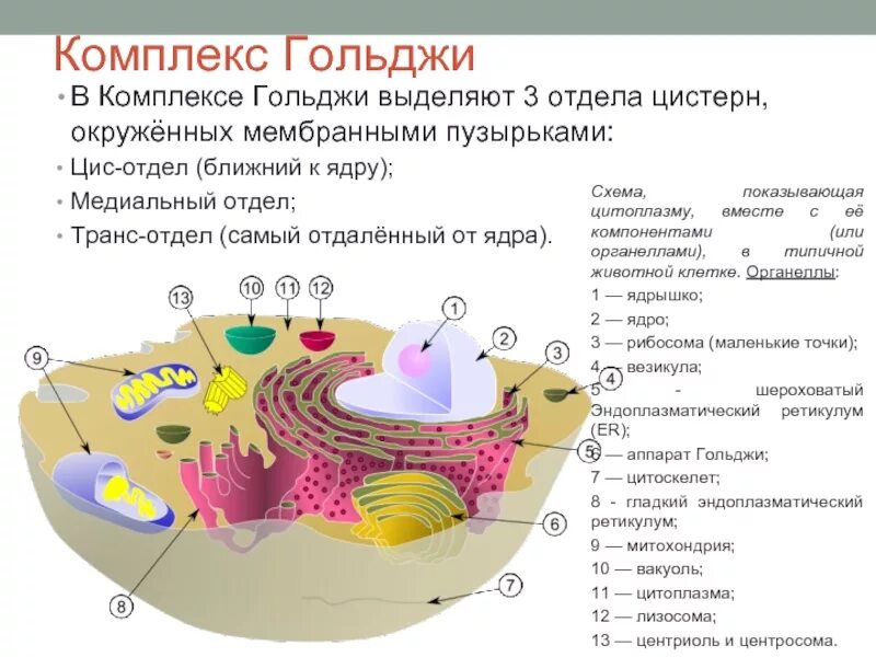 Расщепление биополимеров органоиды