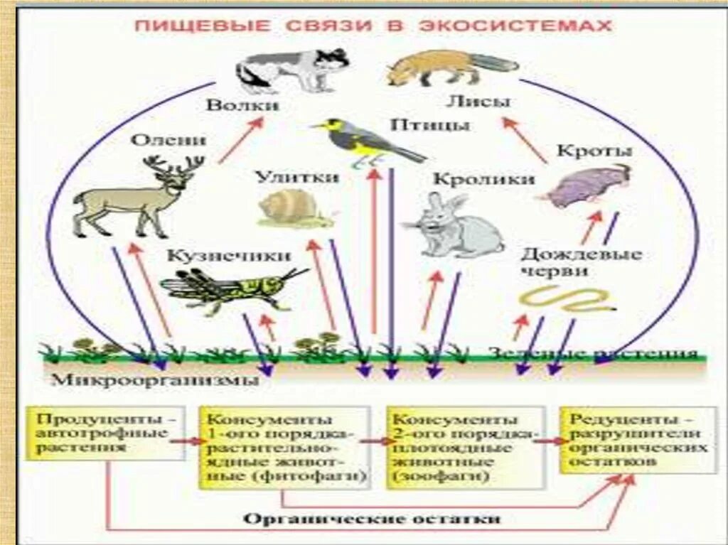 Приведи пример пищевых связей аквариума. Цепи трофической структуры экосистемы. Схема пищевой структуры экосистемы. Трофическая структура схема. Трофическая структура пищевая связь.