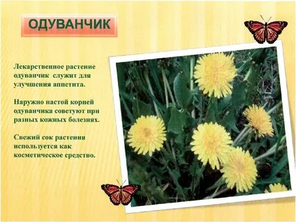 Одуванчик кратко
