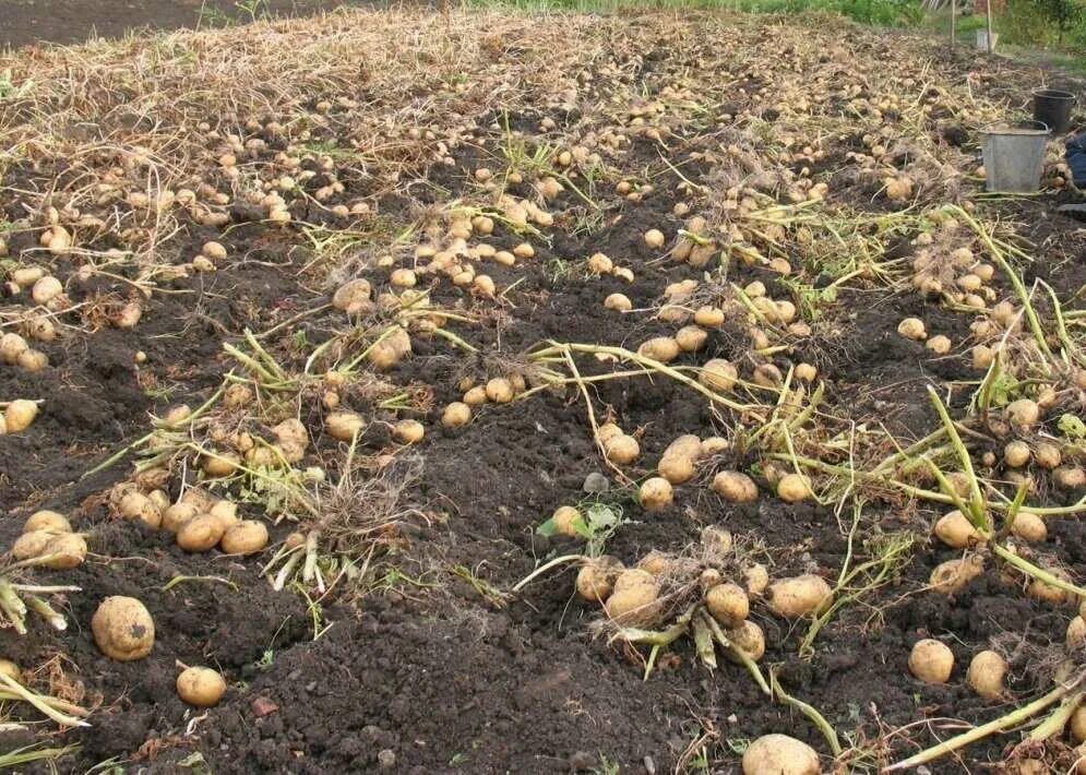 Какую картошку сажать