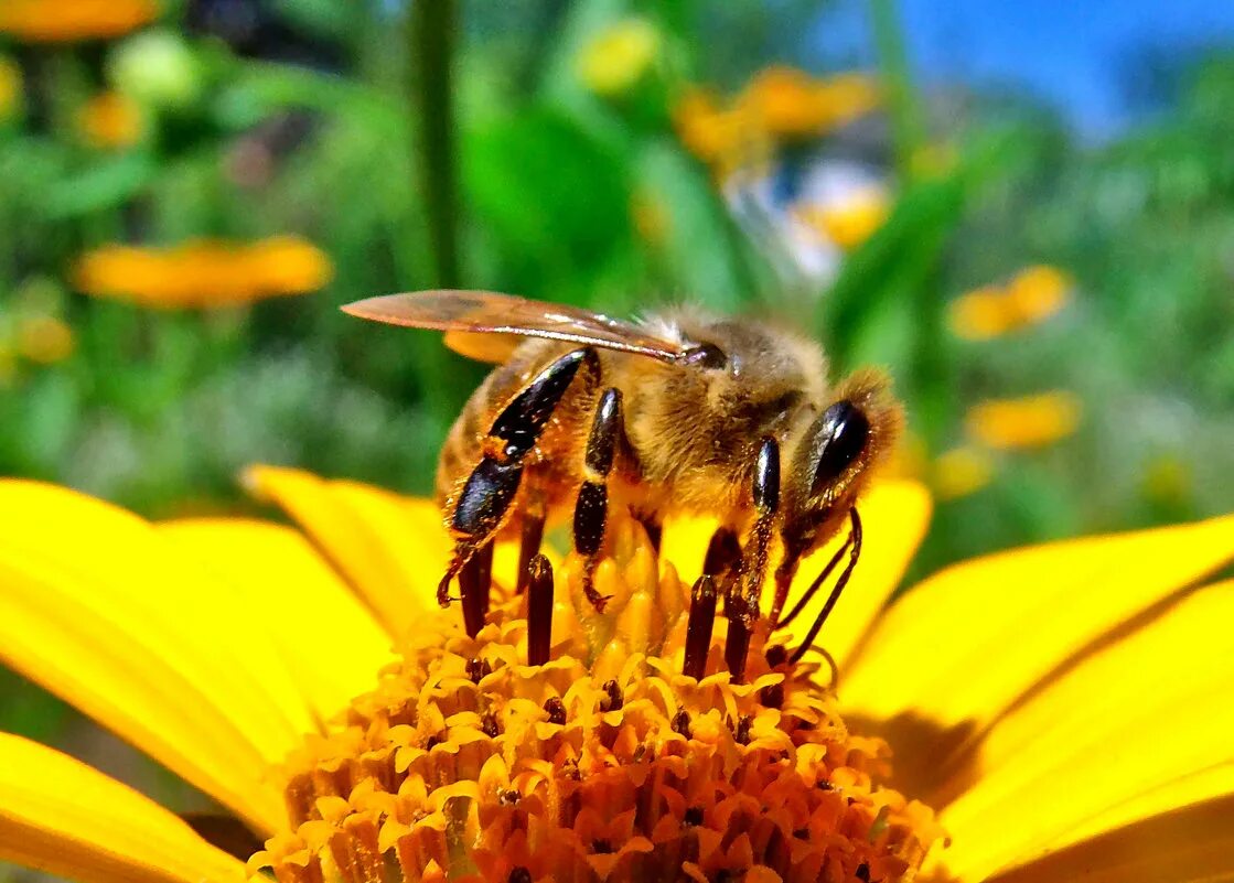 Медовые цветы. Пчела на цветке. Пчелы и мед. Пчела цветок мед. Золотистой пыльцы
