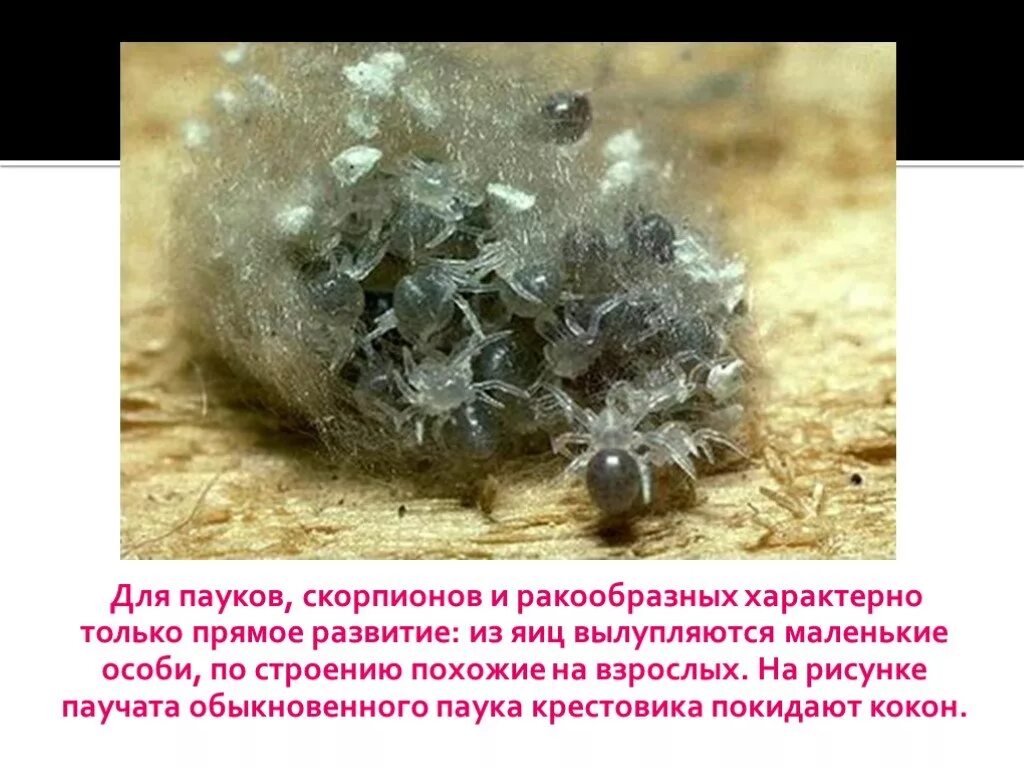 Прямое развитие у паукообразных. Прямое развитие паука. прямое развитие паукообразных. прямое развитие паук крестовик. паучата вылупляются.