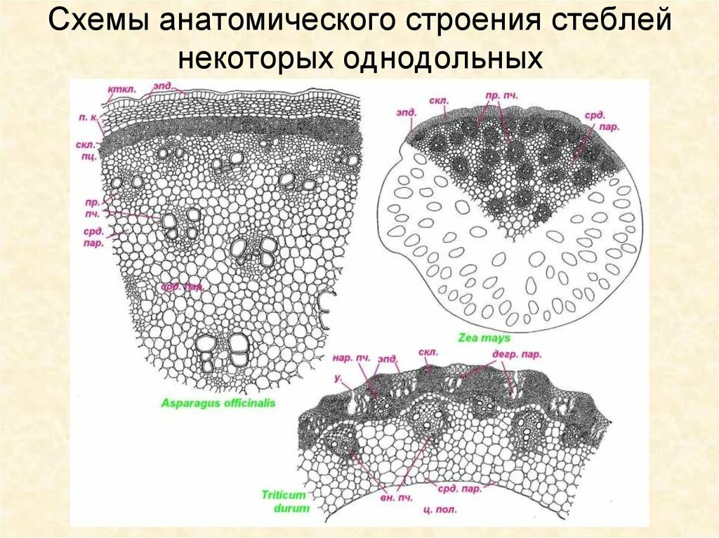 Анатомическое строение стебля травянистых растений. Анатомическое строение стебля двудольных растений. Поперечный срез стебля травянистого однодольного растения. Анатомическое строение стебля купены. Стебель однодольного купены микроскоп.