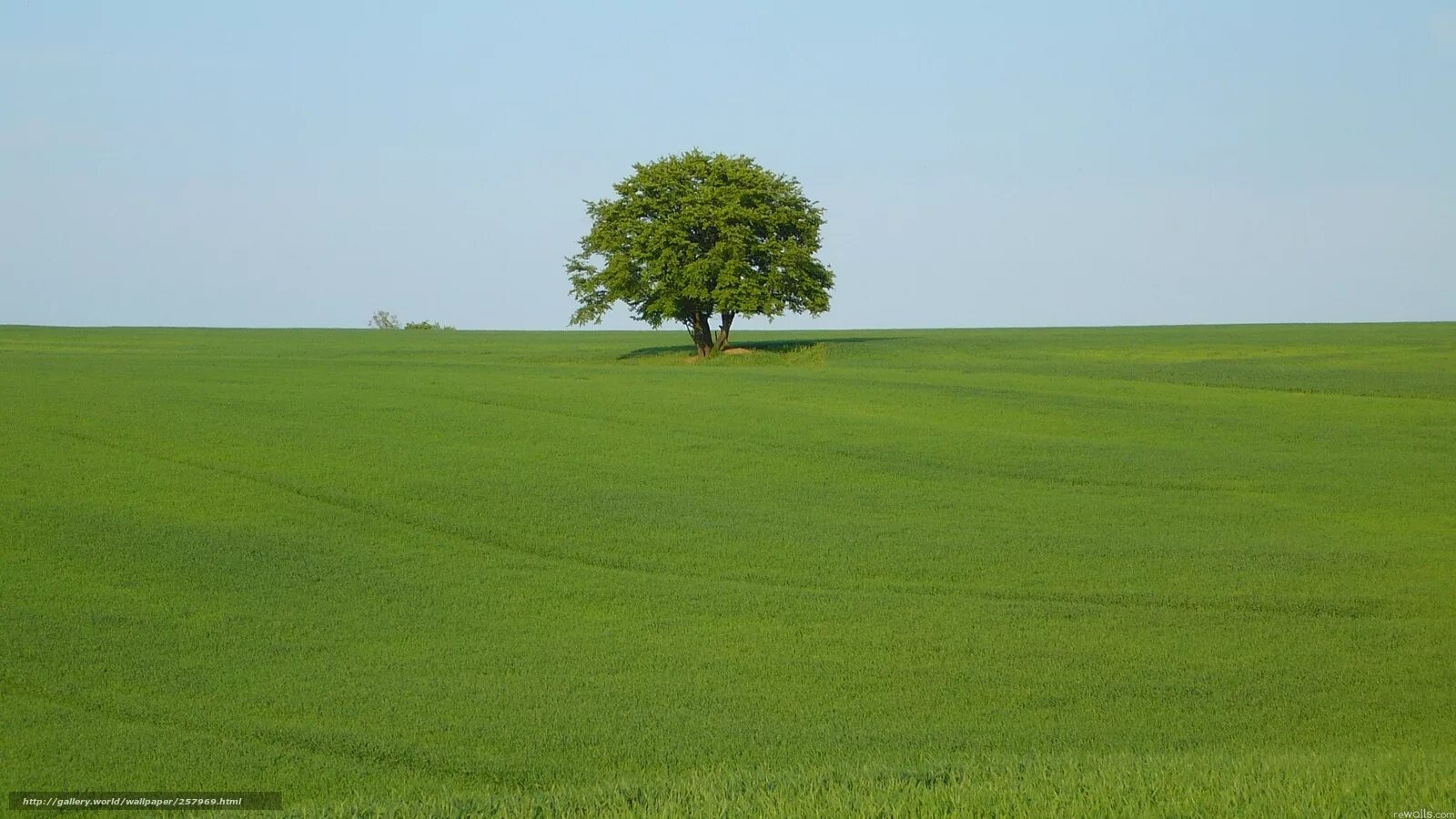 Одинокое дерево в поле. Поле без деревьев. Дерево посреди поля. Дерево пустое поле. Fields field html
