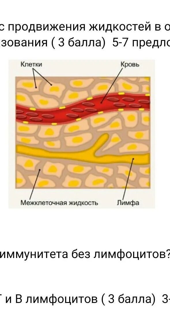 Кровь лимфа и межклеточное вещество. Кровь лимфа тканевая жидкость. Межклеточная жидкость в организме. Клетка и межклеточное пространство.