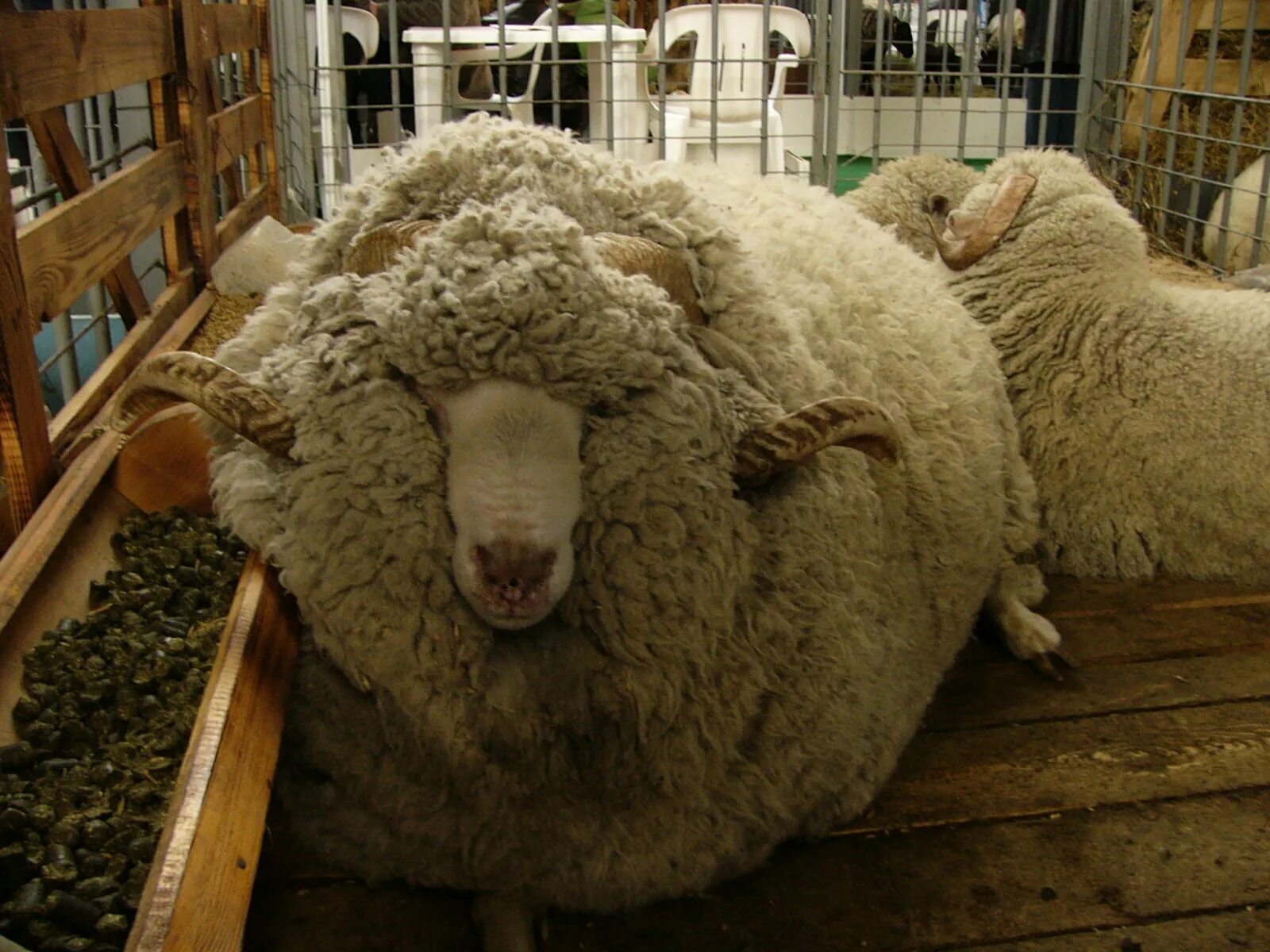 бяша фото. бяша настоящее имя. бяша зайчик. бяша бяша. барашек бяша.