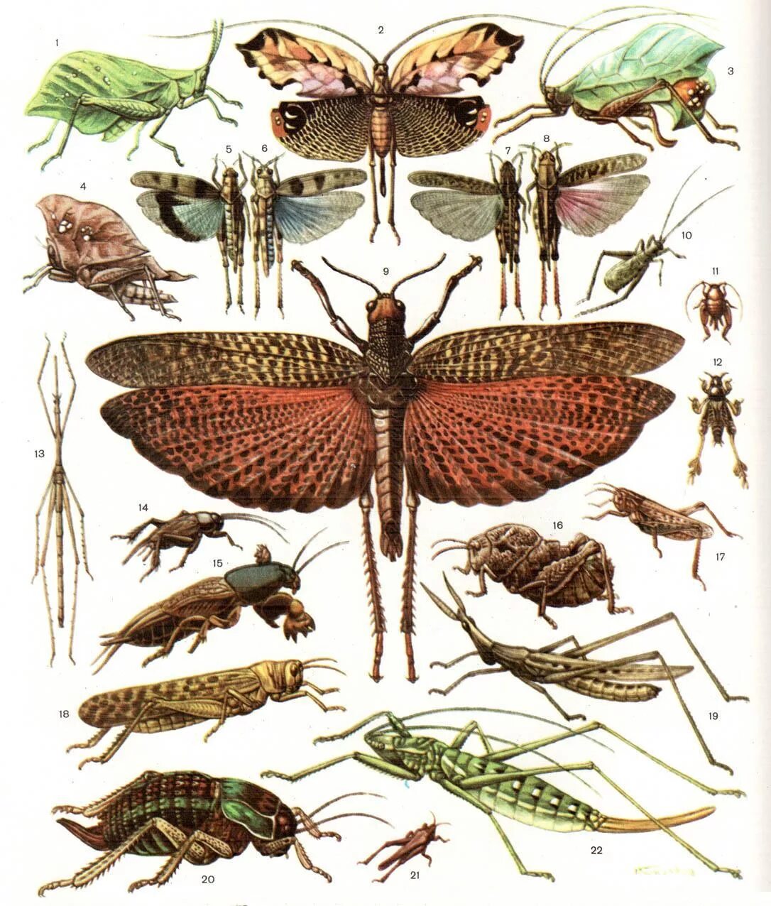 Прямокрылые насекомые представители. Отряд Прямокрылые. Прямокрылые Саранча. Отряды насекомых Прямокрылые. Отряд Прямокрылые представители.