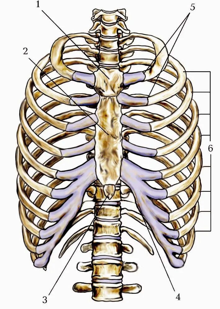 Трубчатая грудная кость. Грудная клетка анатомия 10 ребро. Скелет грудной клетки анатомия. Скелет грудной клетки Грудина. Грудная клетка реберная дуга скелет.