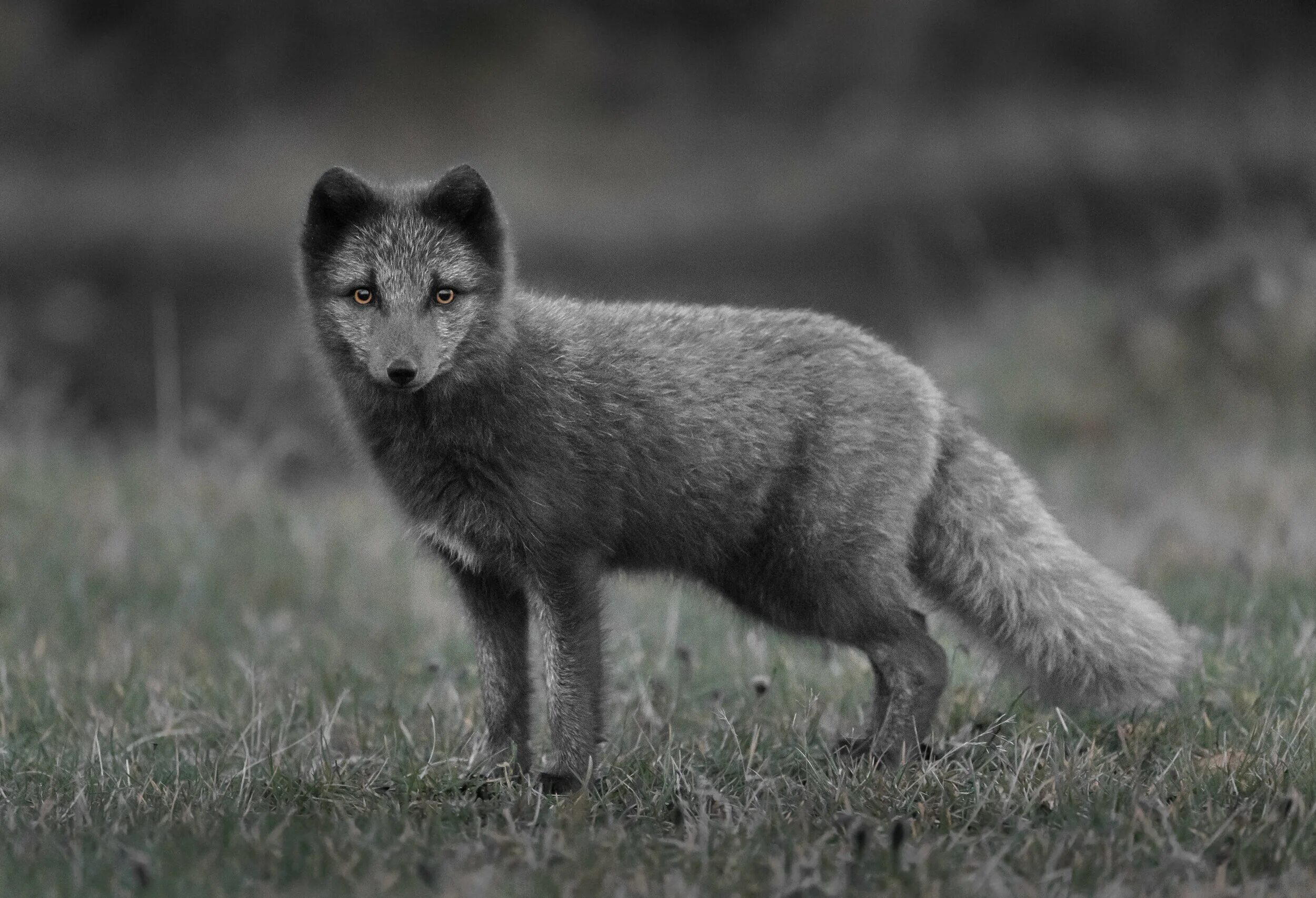 Песец черный зверь. Животные серого цвета. Красивые картинки животные серые. Медновский подвид песца. Медновский голубой песец.