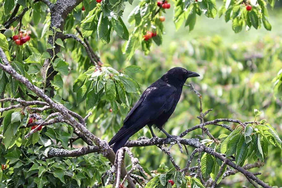 Bird cherry