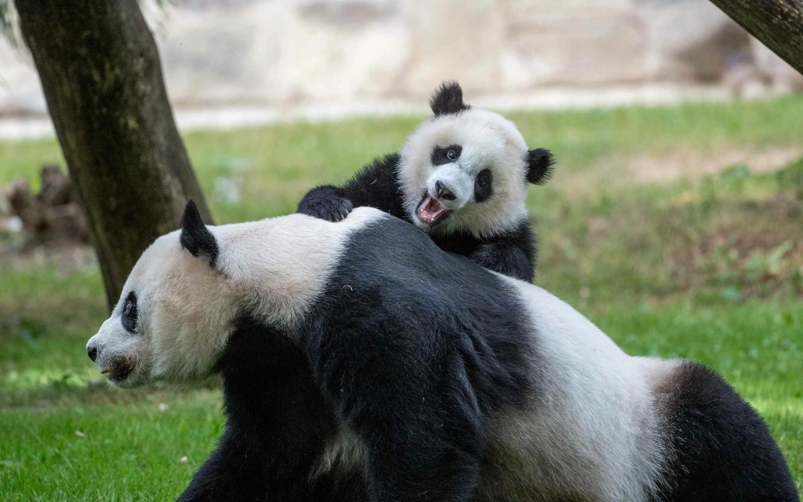 Pandas animals