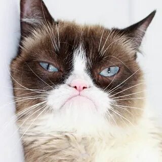 Имя сердитого кота