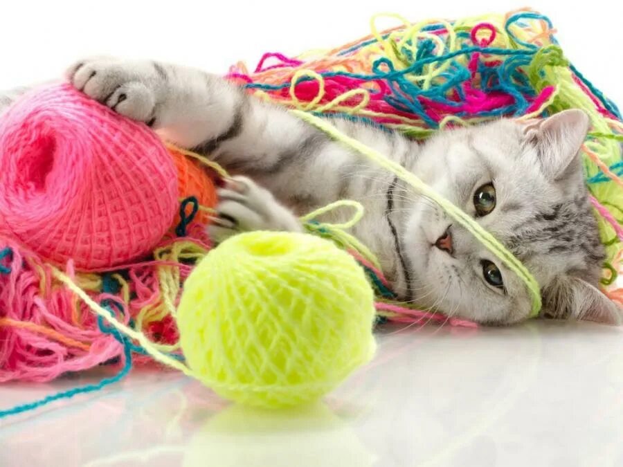 Котенок играющий с клубком. Кот с клубком. клубок ниток. вязание обложка для группы. кот и клубок ниток.