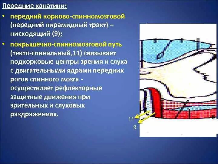 Проводящие пути переднего канатика. Покрышечно спинномозговой. покрышечно спинномозговой путь. передние канатики пути. покрышечно спинномозговой путь спинного мозга.