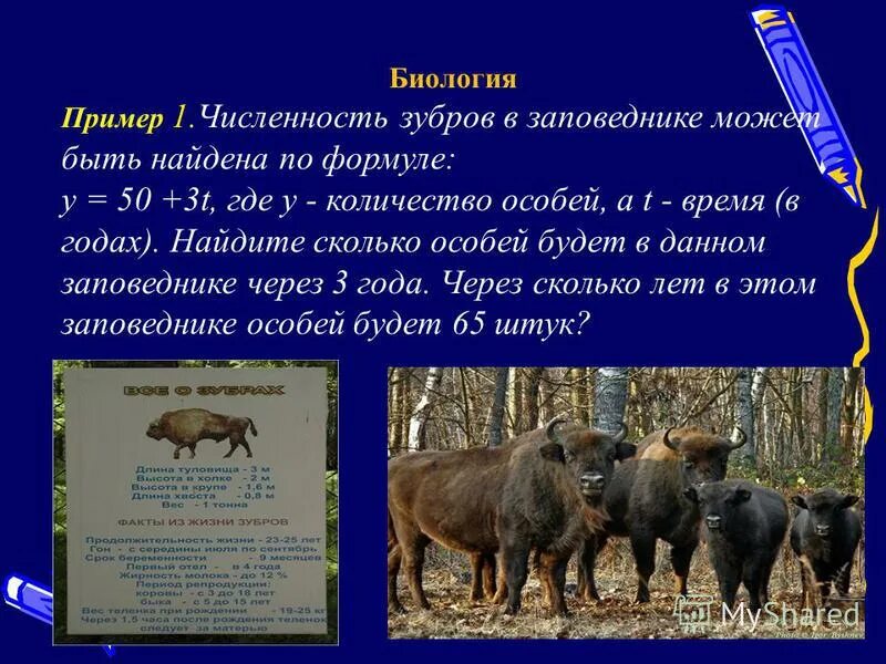 Животные из красной книги зубр. Зубр входит в красную книгу. Популяция зубров. Международное общество сохранения зубров. Красная книга животных зубр 2 класс.