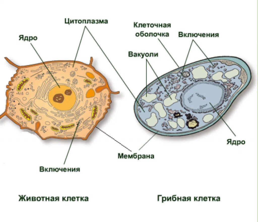 Отличие грибной клетки. Строение клетки грибов. Строение растительной животной и грибной клетки. Строение клетки растения животного грибов и бактерий. Строение грибной клетки биология.