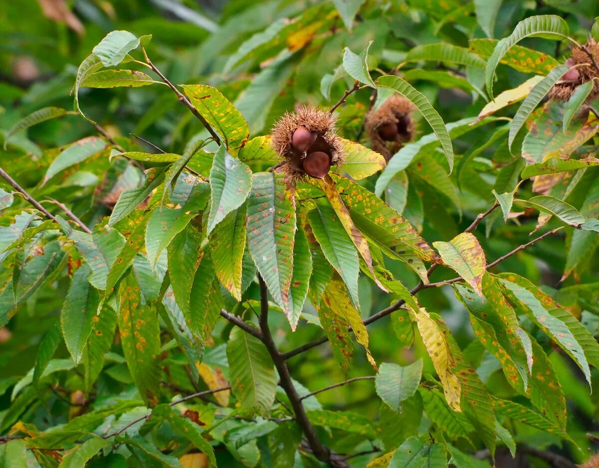 Castanea crenata. Каштан городчатый. Каштан мягчайший (Castanea mollissima). Каштан японский городчатый. Виды каштановых