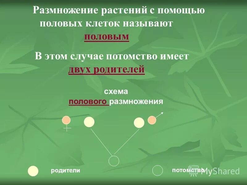 Урок размножение 9 класс. Схема полового размножения растений. Размножение растений и животных. Какое размножение называют половым. Размножение растений таблица.