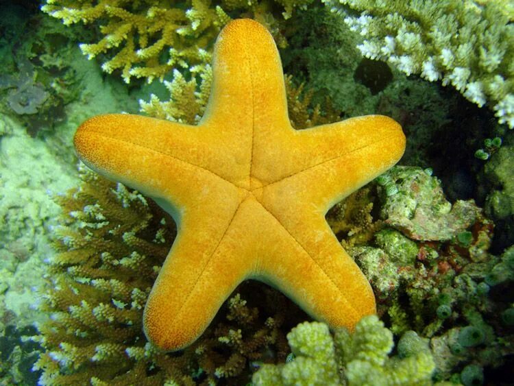 Морская звезда. Желтая морская звезда. Морские звезды на Мальдивах. Морские звезды в Тайланде. 7 звезд морское