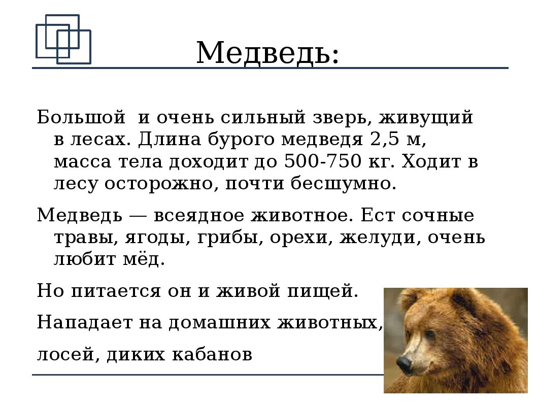 Переписать дика. Доклад о медведях. Рассказ о медведе. Описание медведя. Сообщение о медведе.