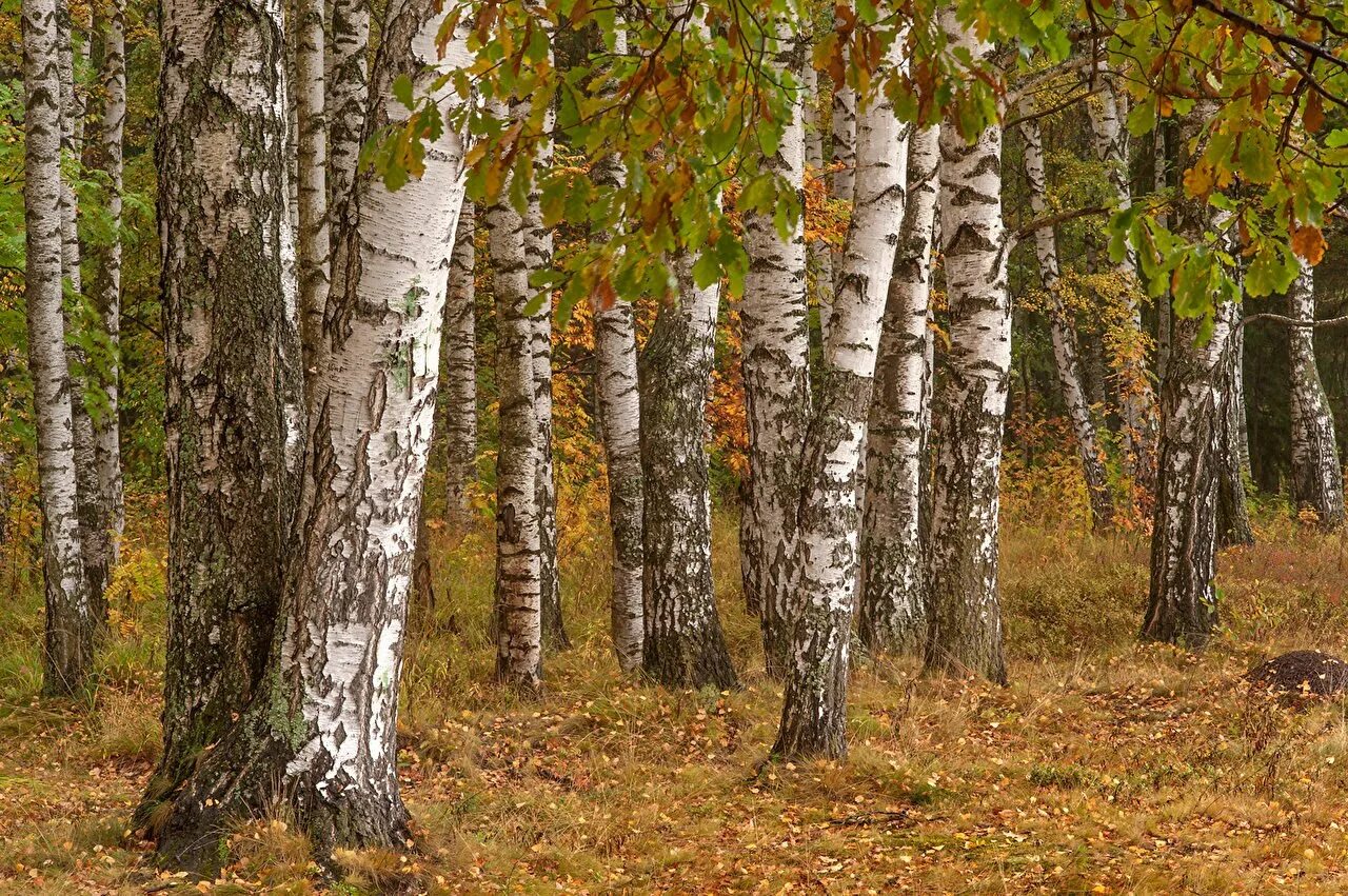 Природа якутии березы. Осиновый лес курск. Деревня осина. Осеннее дерево береза. Русские леса.