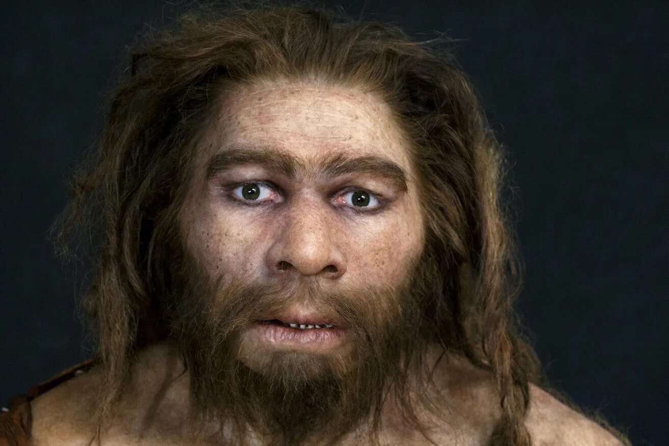 Человек неандертальский homo neanderthalensis. Музей неандертальца неандерталь. Неандерталец (homo neanderthalensis). Homo sapiens и неандертальцы. Лицо неандертальца.
