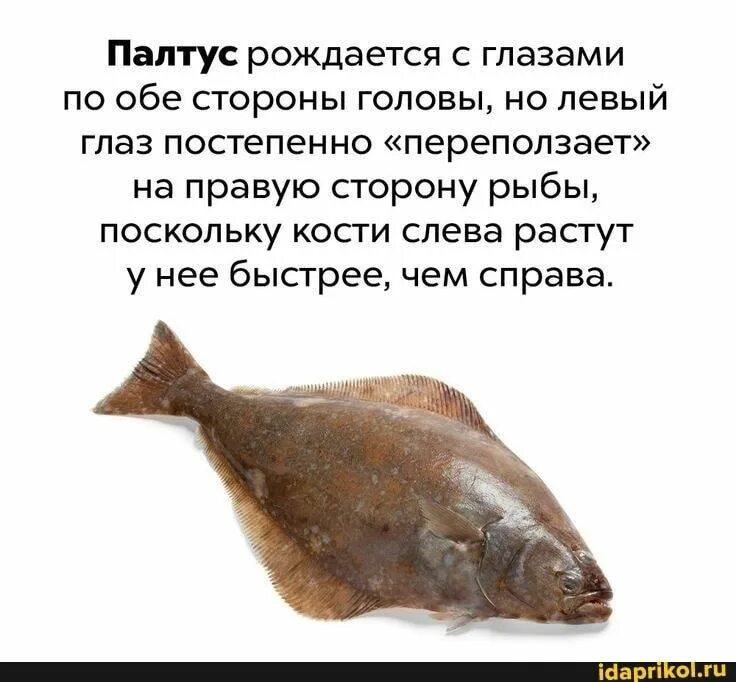 Что значит палтус. Палтус рыба. плоская рыба палтус. палтус рыба глаза. палтус рыба лицо.
