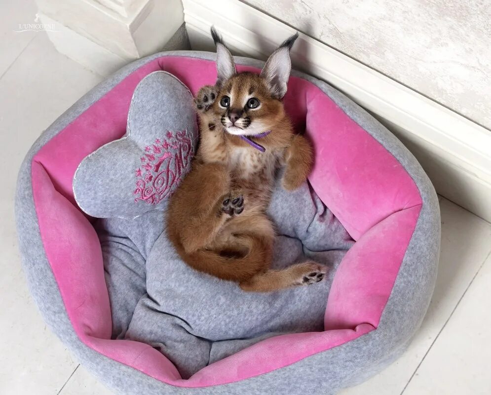 Какую кошку можно завести