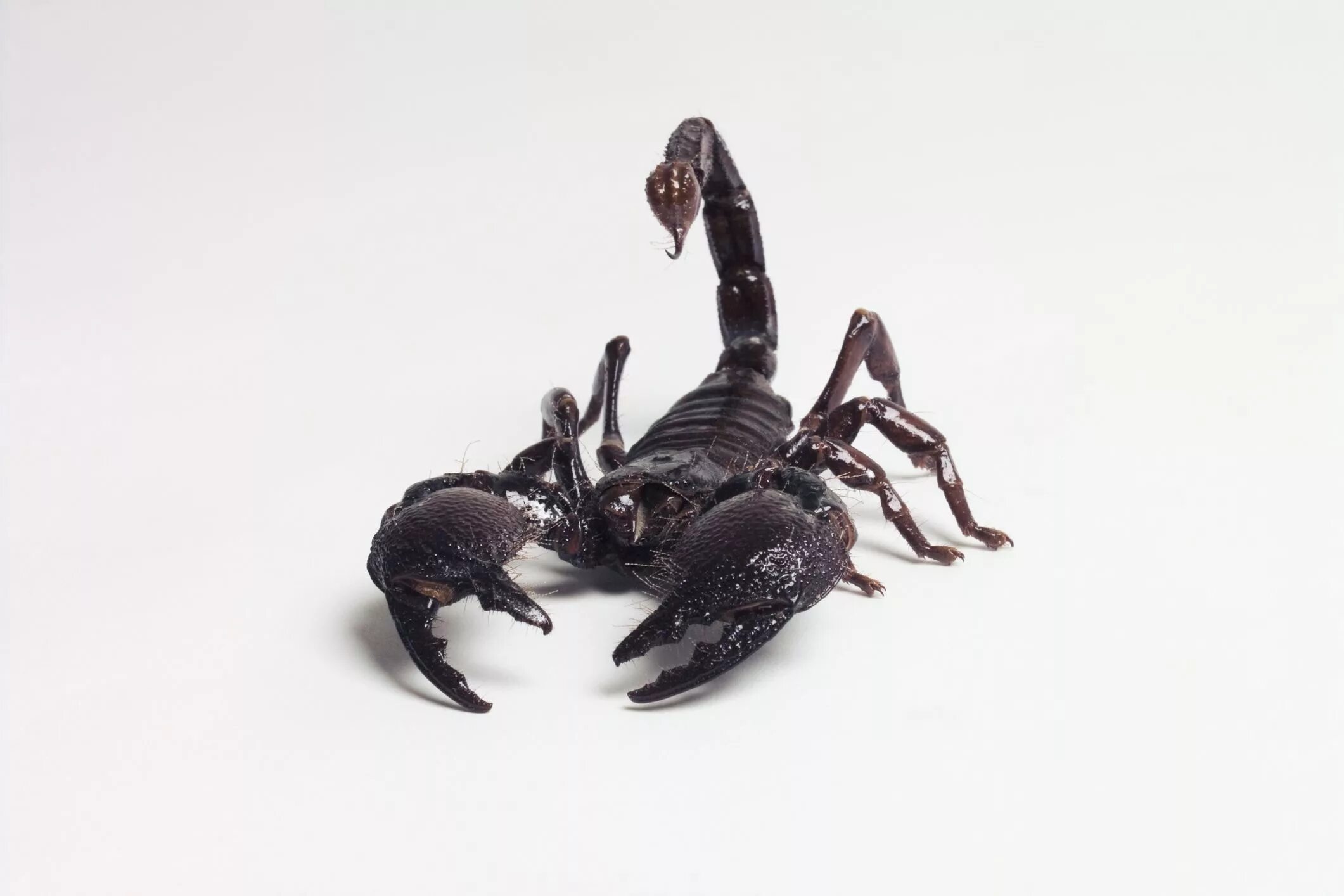 Animals scorpions. Скорпион. Жало скорпиона. Черный Скорпион. Скорпион вид спереди.