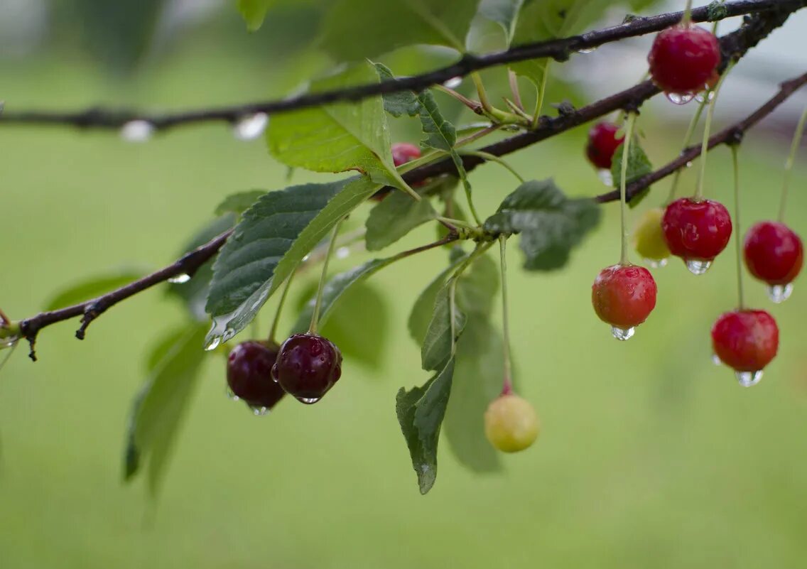 к чему снятся вишни спелые на дереве